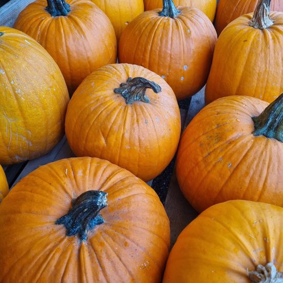 Bild enthält, Food, Plant, Produce, Pumpkin, Vegetable, Squash