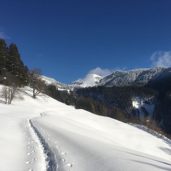 Bild enthält, Tree, Fir, Slope, Mountain, Nature, Outdoors, Ice, Glacier, Piste, Mountain Range