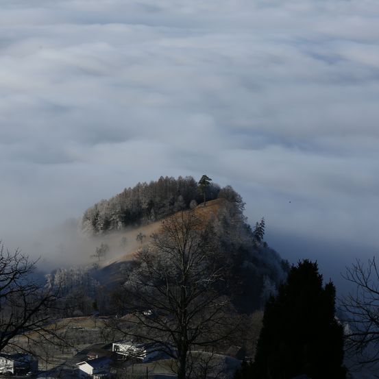Bild enthält, Nature, Outdoors, Weather, Plant, Tree, Fir, Fog, Mist