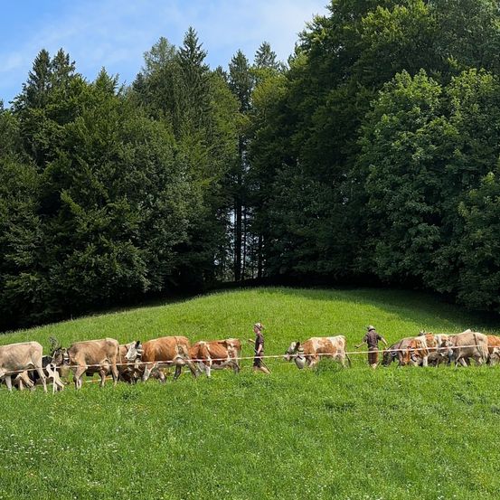 Bild enthält, Field, Grassland, Nature, Outdoors, Pasture, Landscape, Meadow, Tree, Scenery, Fir