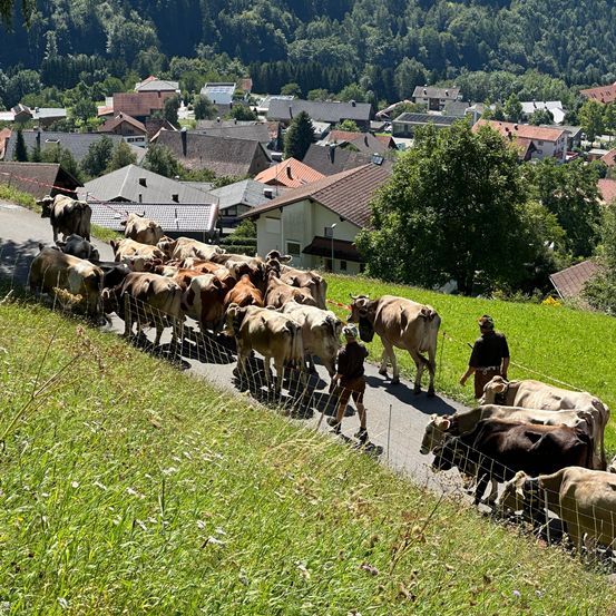 Bild enthält, Nature, Outdoors, Countryside, Person, Cattle, Cow, Livestock, Grassland, Rural, Village