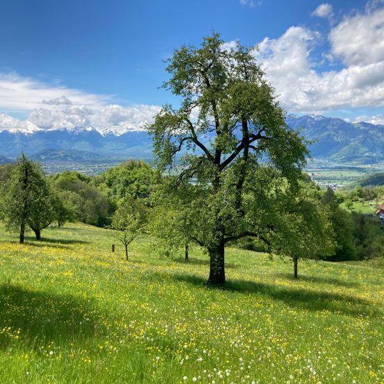 Bild enthält, Countryside, Field, Grassland, Meadow, Nature, Outdoors, Tree, Pasture, Landscape, Scenery