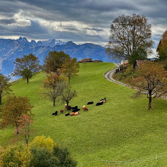 Bild enthält, Countryside, Field, Nature, Outdoors, Pasture, Grassland, Meadow, Grass, Ranch, Cow