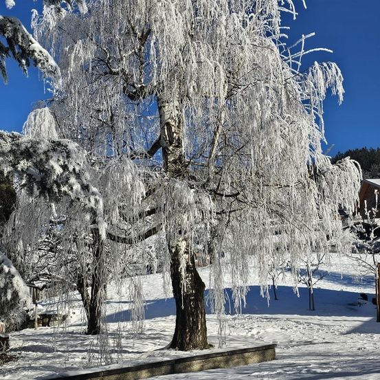 Bild enthält, Tree, Nature, Outdoors, Weather, Ice, Frost, Snow, Scenery, Willow, Fir