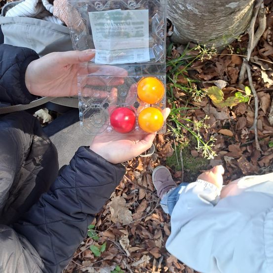 Eine Person hält einen Plastikbehälter mit drei Eiern: zwei gelb und eines rot, auf dem Boden mit Blättern sitzend.