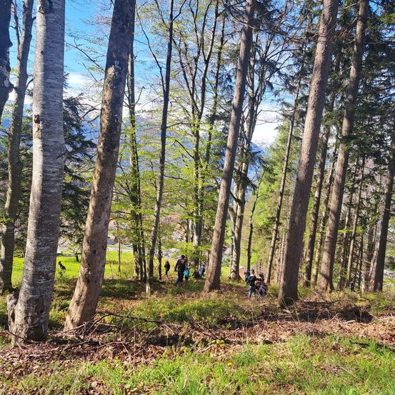 Eine Gruppe von Menschen wandert durch einen Wald mit einem grasigen Feld und Bäumen im Hintergrund.