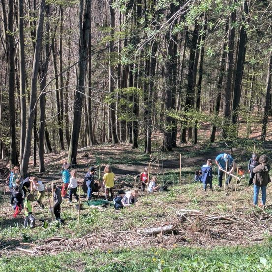 Eine Gruppe von Menschen arbeitet in einem Wald, einige halten Stöcke. Sie sind verstreut, einige liegen auf dem Boden. Hohe Bäume umgeben sie.