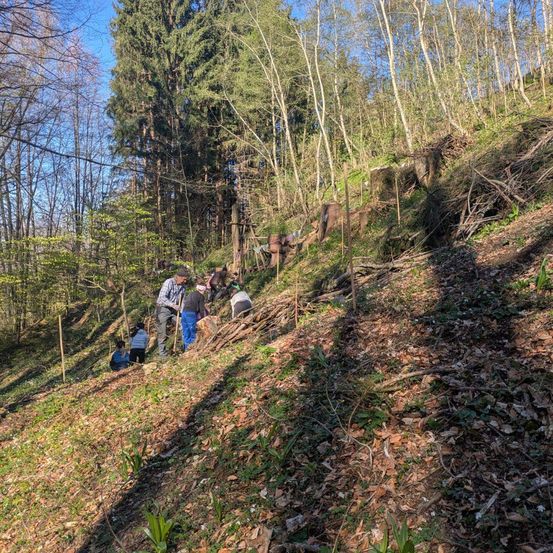 Eine Gruppe von Menschen an einem Hang im Wald, einige stehen und andere sitzen, beschäftigt mit einer Naturaktivität unter einem klaren Himmel.