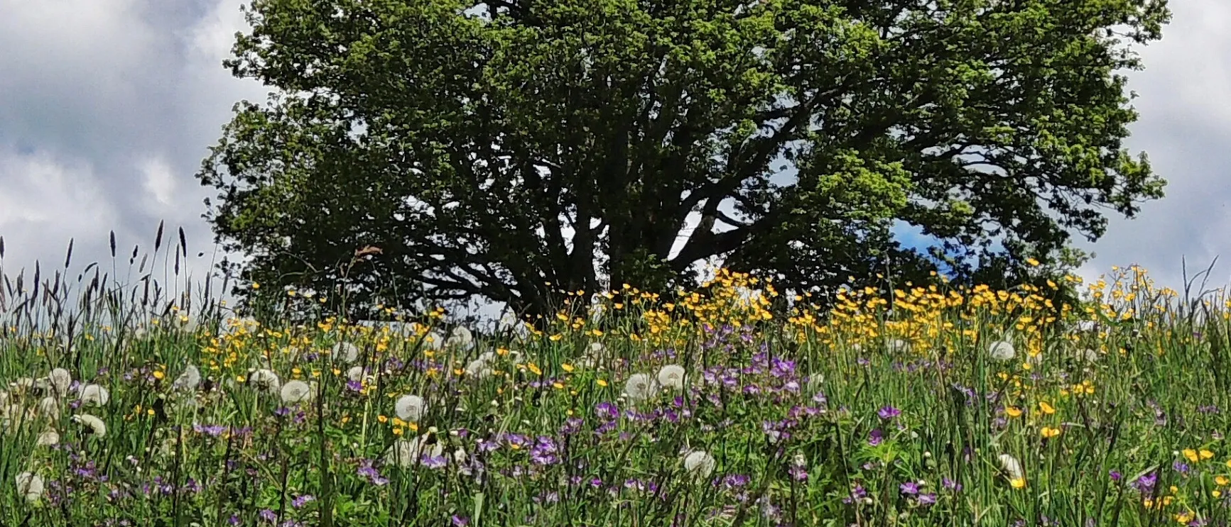 Ein farbenfrohes Feld voller Wildblumen und einem großen Baum unter einem blauen Himmel mit flauschigen Wolken.