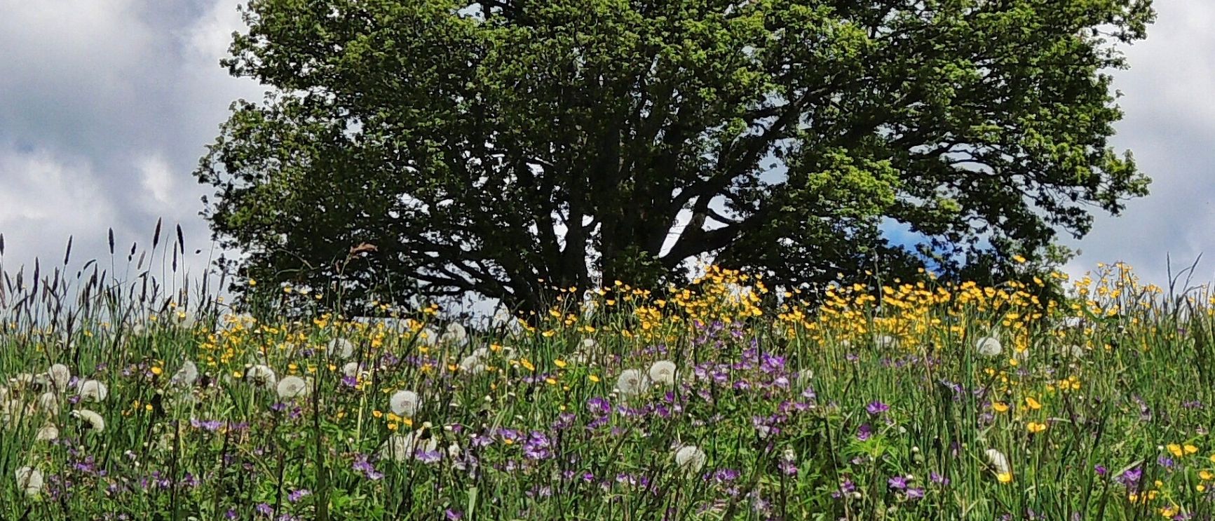 Ein farbenfrohes Feld voller Wildblumen und einem großen Baum unter einem blauen Himmel mit flauschigen Wolken.