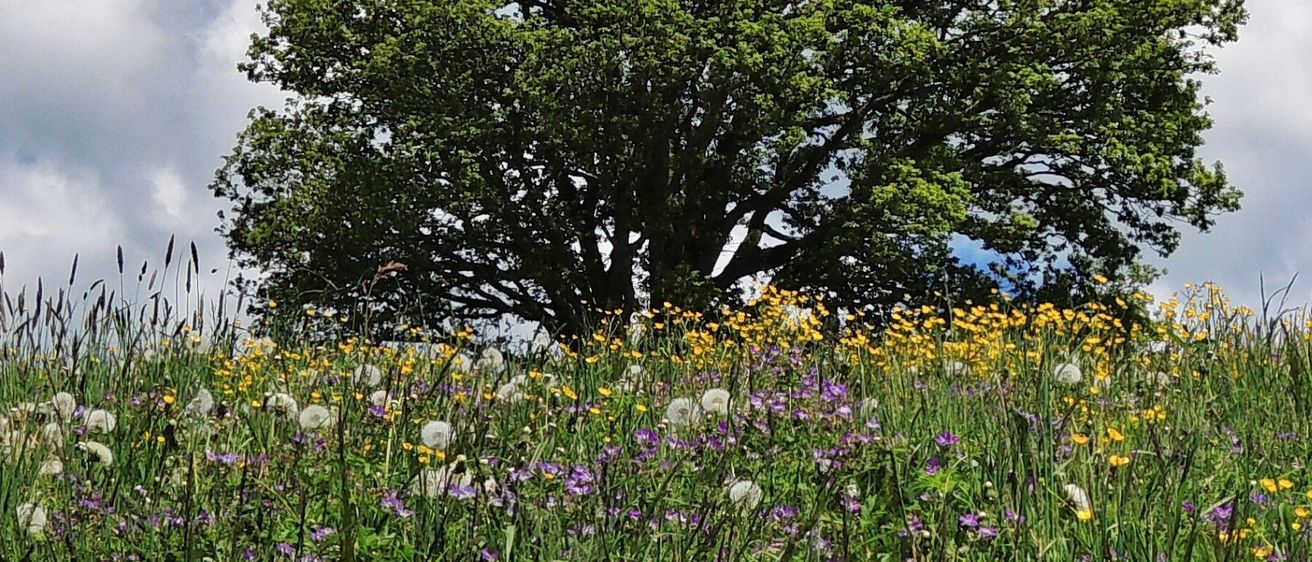 Ein farbenfrohes Feld voller Wildblumen und einem großen Baum unter einem blauen Himmel mit flauschigen Wolken.