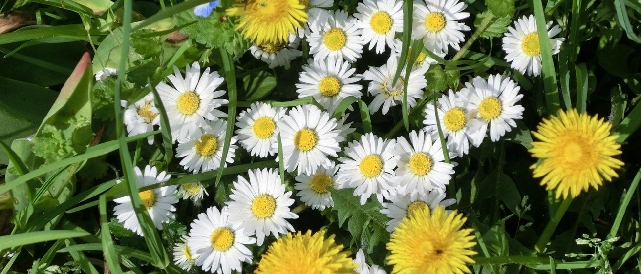 Bild enthält, Daisy, Flower, Plant, Petal, Anemone, Herbal, Grass, Vegetation