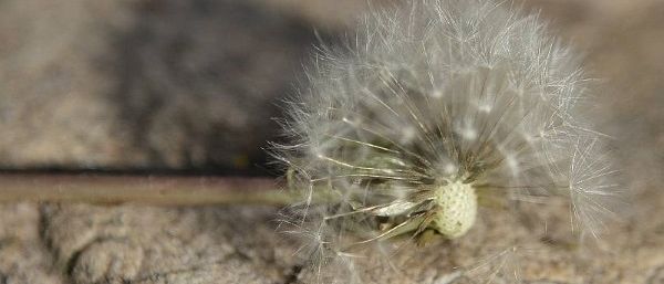 Nahaufnahme eines Löwenzahn-Samenkopfs auf einer felsigen Oberfläche. Die Samen sind leicht und flauschig und um den Stiel verstreut.