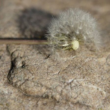 Ein Löwenzahn ruht auf rissiger, trockener Erde. Die Pflanze hat eine kleine, grüne Basis und flauschige weiße Samen. Der Hintergrund ist strukturiert und bräunlich.