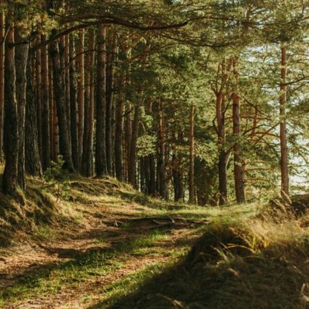 Ein sonniger Waldweg, gesäumt von hohen, schlanken Kiefern mit üppigem grünem Laub. Das Sonnenlicht filtert durch die Bäume und wirft Schatten auf den Boden.