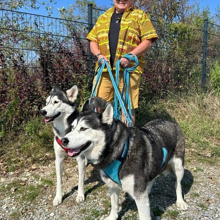 Ein Mann in einem gelben Shirt und Sonnenbrille geht mit zwei sibirischen Huskys auf einem Kiesweg. Die Hunde tragen blaue Geschirre.