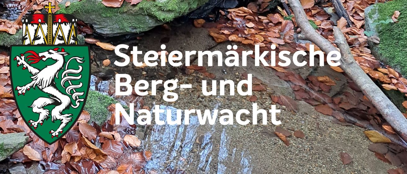 Bild enthält, Leaf, Rock, Land, Rainforest, Vegetation, Wilderness, Path, Pond, Water, Woodland