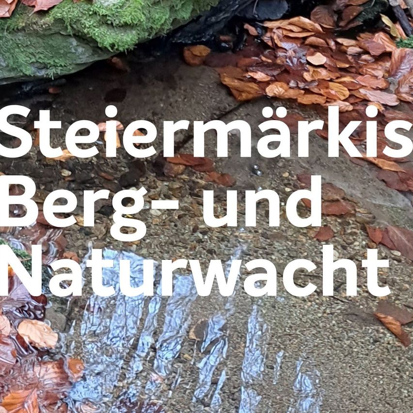 Bild enthält, Leaf, Rock, Land, Rainforest, Vegetation, Wilderness, Path, Pond, Water, Woodland