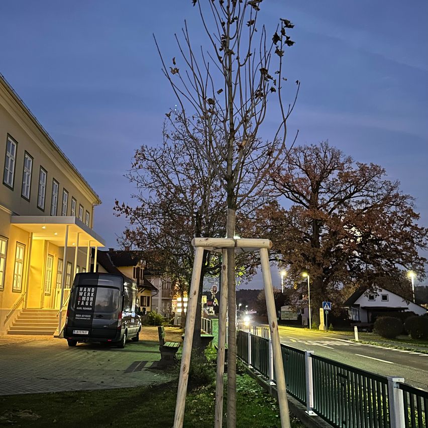Ein Baum mit einer hölzernen Stütze steht vor einem Gebäude. Ein Van ist auf der Seite geparkt. Der Himmel ist blau mit einigen Wolken. Im Hintergrund befinden sich Häuser und Bäume.