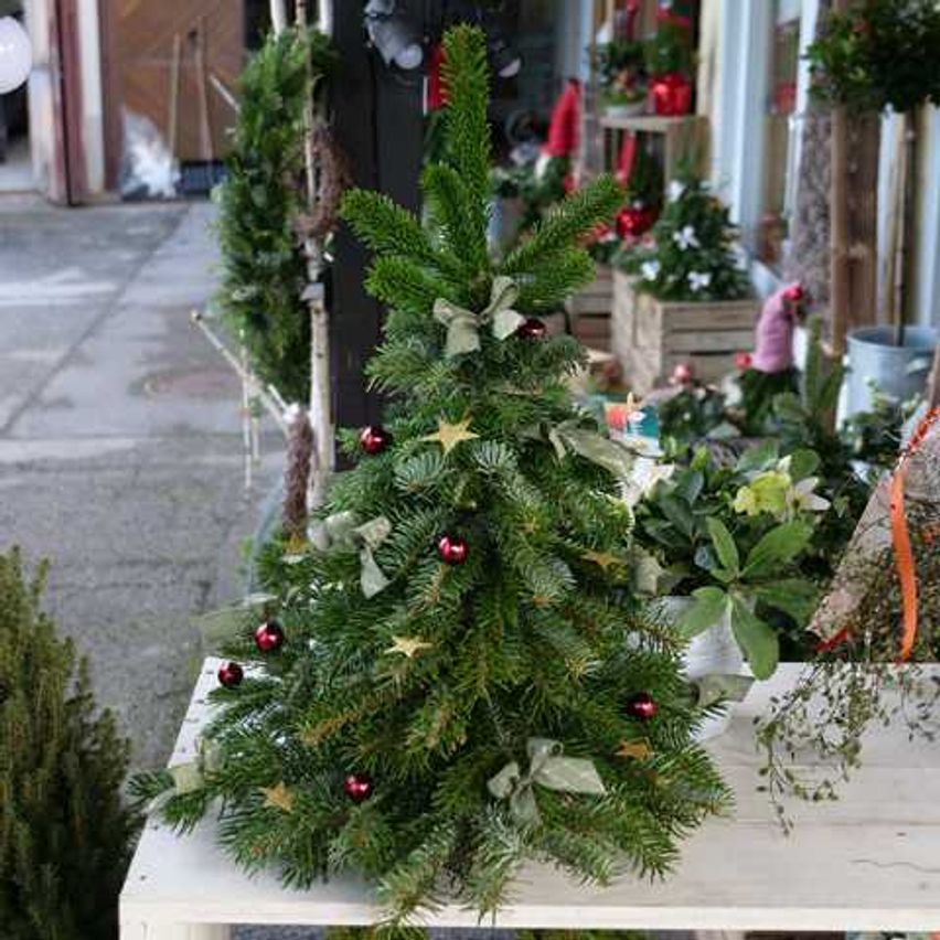 Bild enthält, Plant, Tree, Potted Plant, Christmas, Christmas Decorations, Festival, Christmas Tree