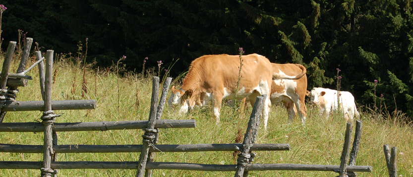 Eine Kuh und ein Kalb grasen auf einer Wiese, umgeben von einem Holzzaun, mit Bäumen im Hintergrund.