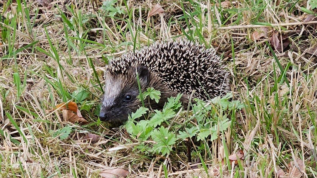 Ein Igel liegt im Gras mit einigen Blättern um ihn herum.