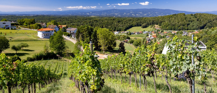 Ein Weinberg mit grünen Reben, umgeben von einem üppigen grünen Tal mit Häusern und Bergen in der Ferne.