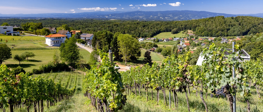 Ein Weinberg mit grünen Reben, umgeben von einem üppigen grünen Tal mit Häusern und Bergen in der Ferne.