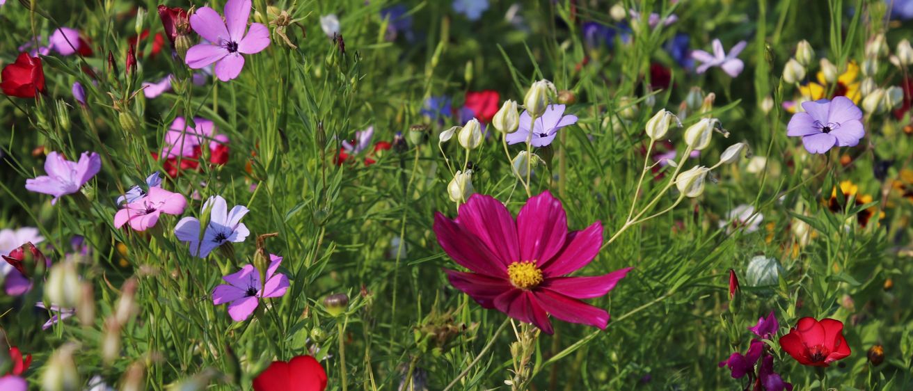 Ein Feld mit Wildblumen in verschiedenen Farben wie Lila, Pink, Blau und Gelb. Die Blumen haben unterschiedliche Formen und Größen, und das Feld ist von grünem Gras umgeben.