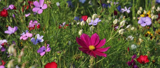 Ein Feld mit Wildblumen in verschiedenen Farben wie Lila, Pink, Blau und Gelb. Die Blumen haben unterschiedliche Formen und Größen, und das Feld ist von grünem Gras umgeben.