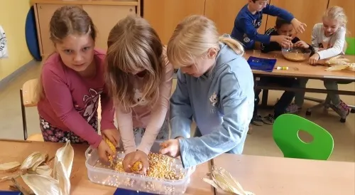Mehrere junge Mädchen sind in einem Klassenzimmer und arbeiten an einem Tisch mit einem Plastikbehälter voller Mais. Sie schälen Maiskörner. Ein grüner Stuhl steht neben ihnen.