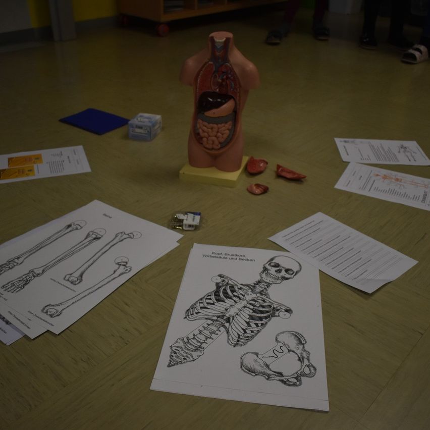 Ein menschlicher Torsomodell mit offenem Bauch liegt auf einem gelben Sockel. Drumherum sind anatomische Zeichnungen, Skelettmodelle und Lehrmaterialien auf einem Holzboden.