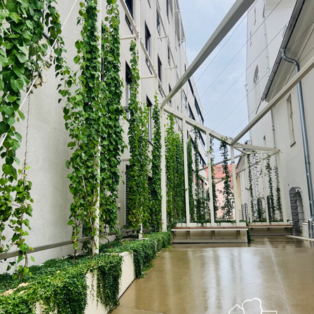 Ein Innenhof eines Gebäudes, der mit grünem Efeu bedeckt ist, mit weißen Metallstrukturen, Betonboden und einem sonnigen, bewölkten Himmel darüber.