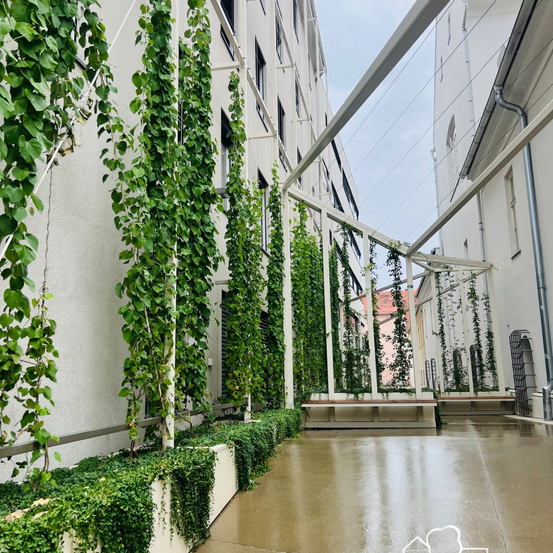 Ein Innenhof eines Gebäudes, der mit grünem Efeu bedeckt ist, mit weißen Metallstrukturen, Betonboden und einem sonnigen, bewölkten Himmel darüber.