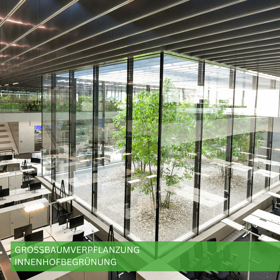 Ein modernes Bürogebäude mit großen Glaswänden, einem Baum im Inneren und einem grünen Textüberlager, der 'Grossbauumverpfanzung Innenhofbegrünung' lautet.