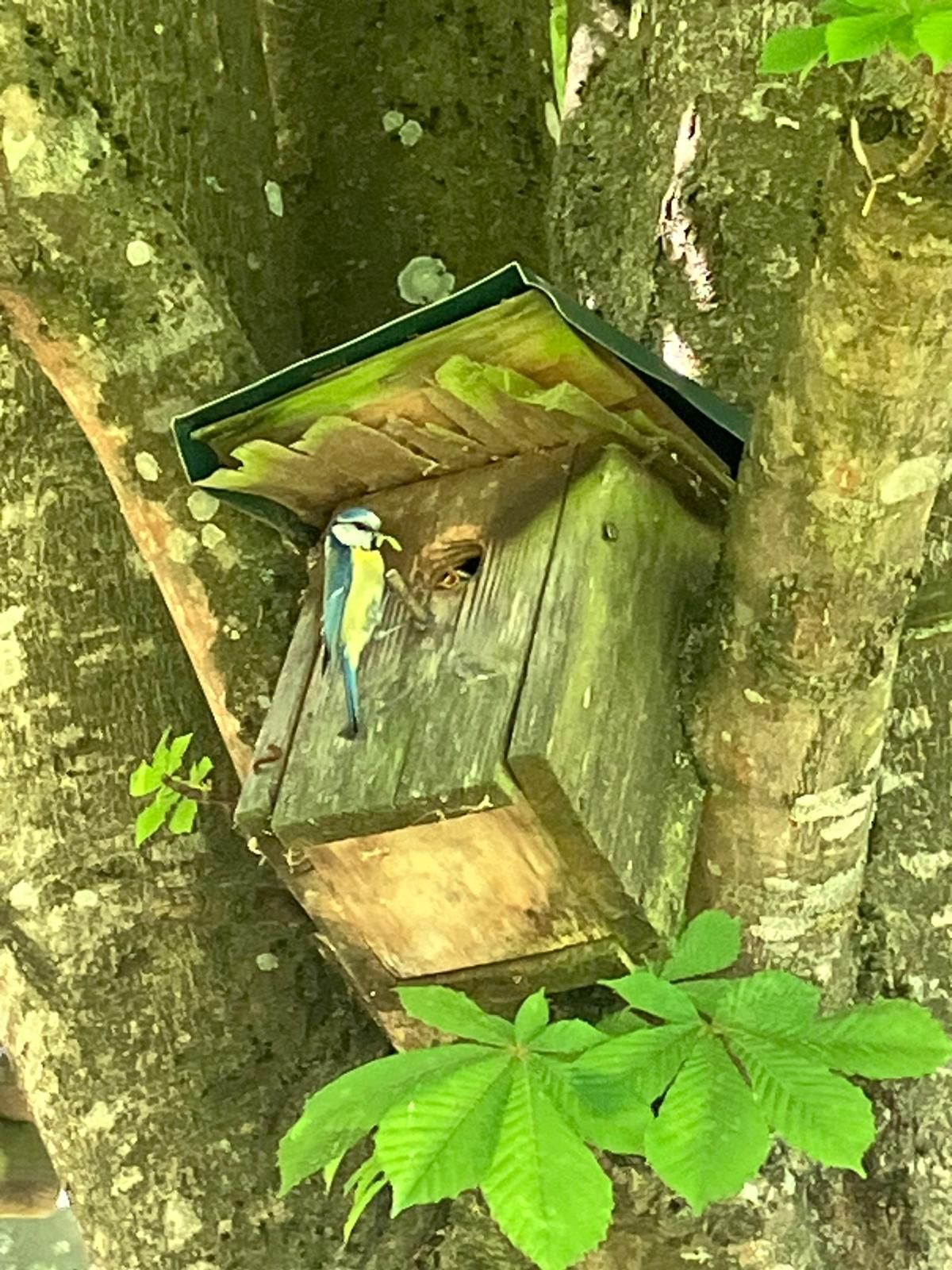 Ein blauer und gelber Vogel sitzt auf einem hölzernen Vogelhaus an einem Baum. Das Vogelhaus hat ein grünes Dach und ein kleines Loch.