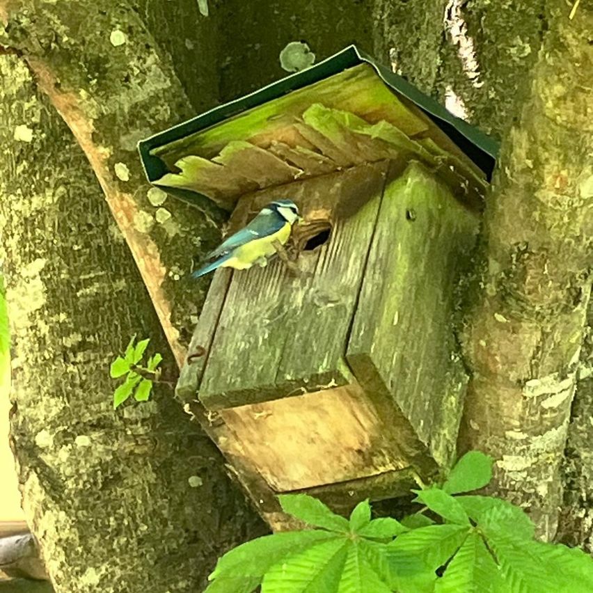 Ein blau-gelber Vogel sitzt auf einem hölzernen Vogelhaus, das an einem Baumstamm befestigt ist, umgeben von grünen Blättern.