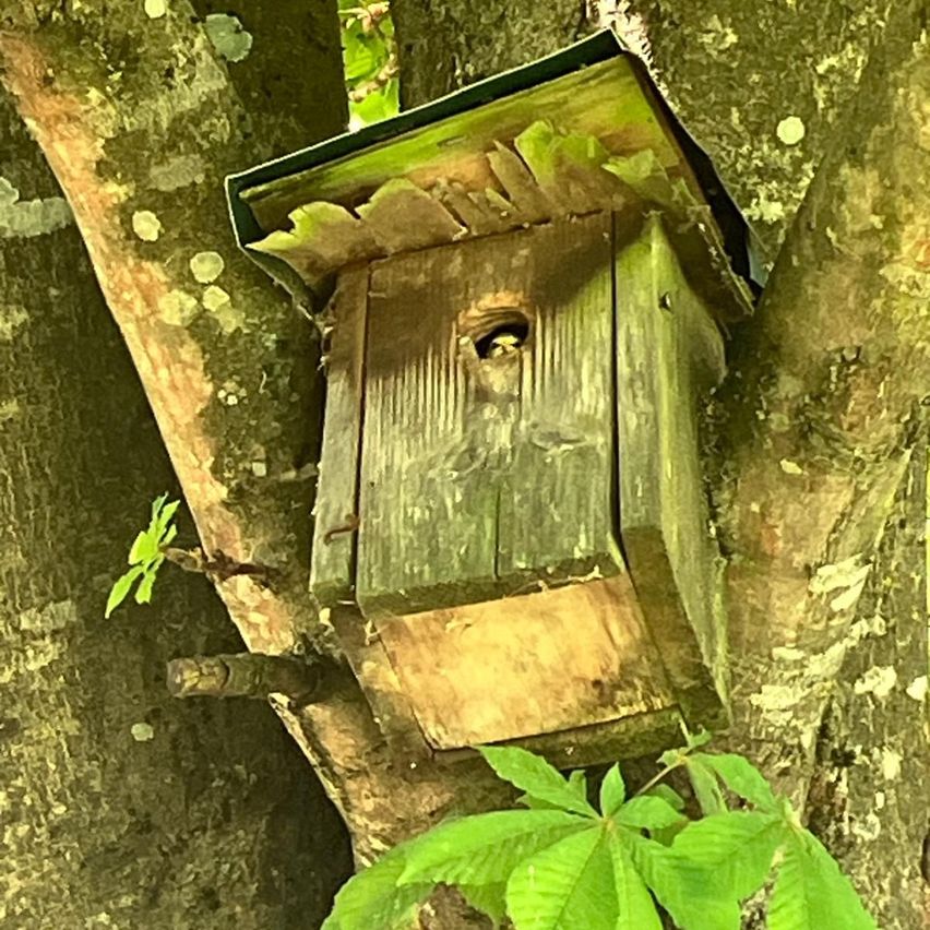 Ein altes Holzvogelhaus ist an einem Baum befestigt, aus dem ein kleiner Vogel aus dem Eingang guckt.
