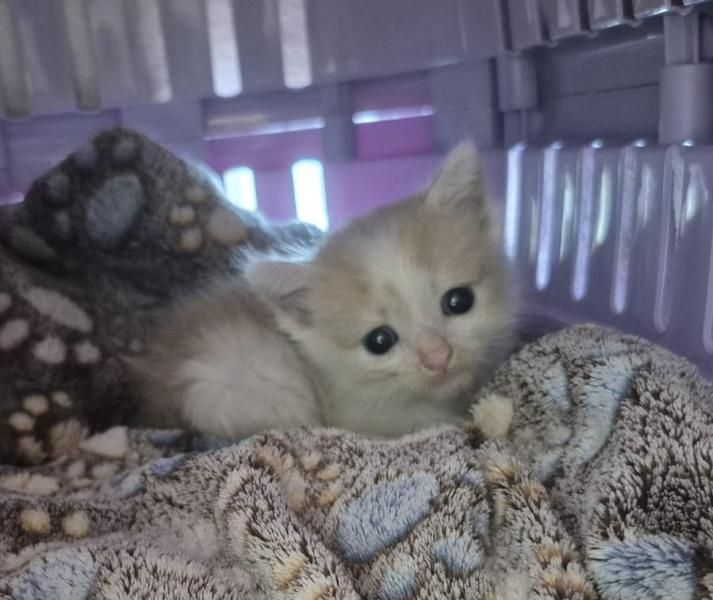 A small kitten with light fur is lying on a blanket inside a cage, looking to the right.