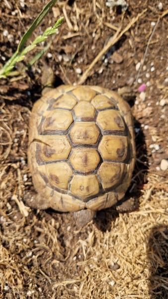 A turtle with a brown shell and a patterned design sits on the ground with some dried leaves and small stones.