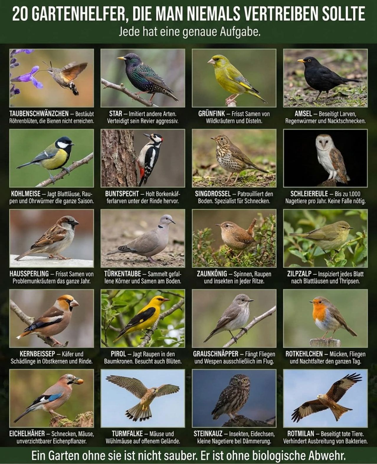 Poster displaying various birds with their names, descriptions, and unique characteristics. Birds include a blackbird, woodpecker, finch, owl, and more. Descriptions highlight their behaviors and diets.