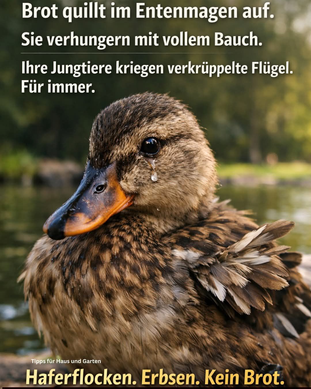 A duck with a tear in its eye stands in a pond. It appears sad and distressed. The caption reads, 'They starve with full bellies. Their young ones get crippled wings. Forever.'