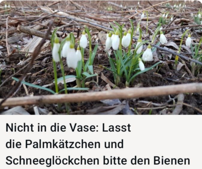 Small white flowers grow on the ground, with text overlay stating 'Not in the Vase: Leave the Palm Kittens and Snow Bells to the Bees.'