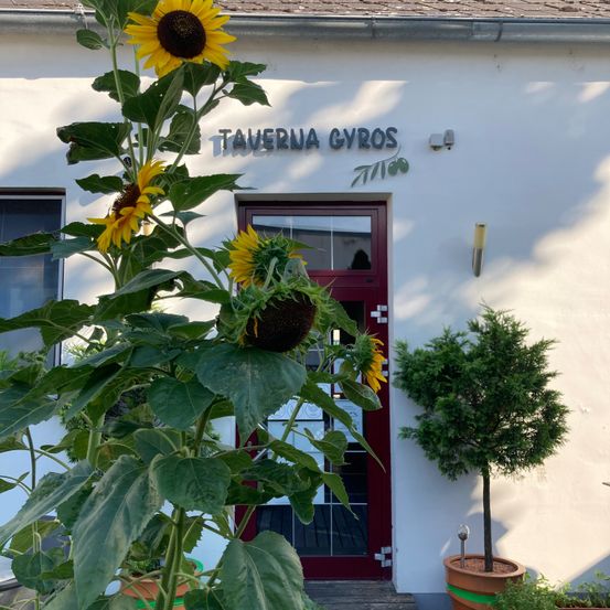 Bild enthält, Plant, Potted Plant, Flower, Sunflower, Planter, Pottery, Flower Arrangement, Pot, Herbal, Leaf