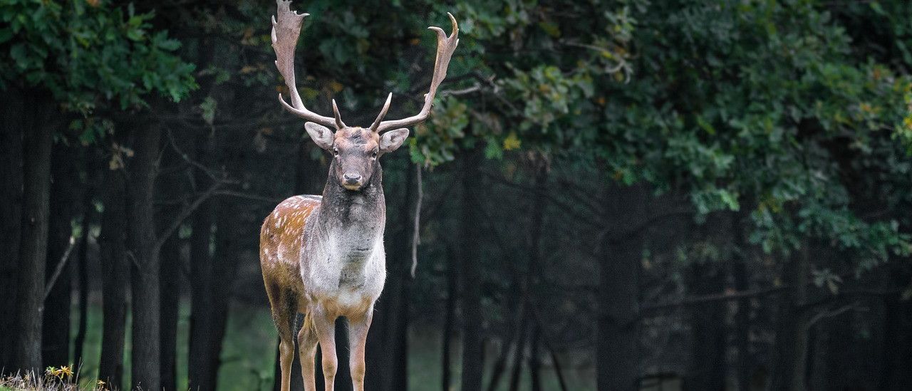 Ein Damhirsch steht auf einem grasbewachsenen Feld, umgeben von einem dichten Wald mit üppigen grünen Blättern. Das braune und weiße Fell des Hirsches und seine großen Geweihe sind deutlich zu erkennen.