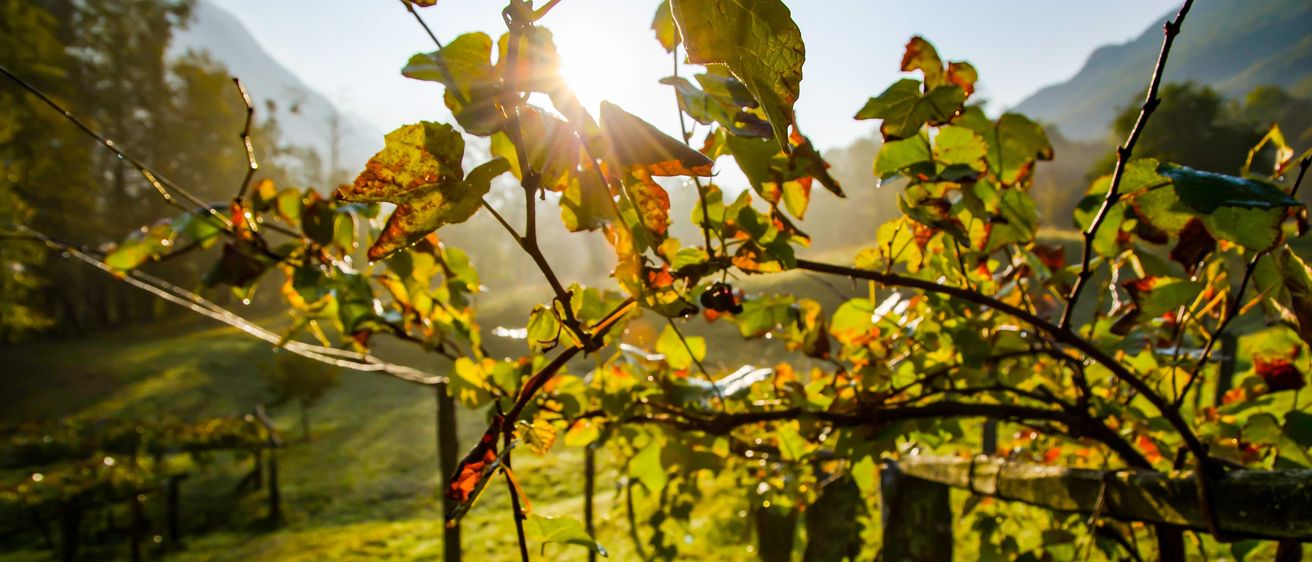 Bild enthält, Flare, Light, Leaf, Vegetation, Sunlight, Tree, Nature, Outdoors, Scenery, Grass