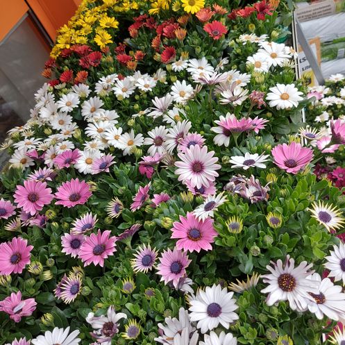 Bild enthält, Daisy, Flower, Petal, Flower Arrangement, Flower Bouquet, Herbal, Anemone, Potted Plant, Geranium, Purple