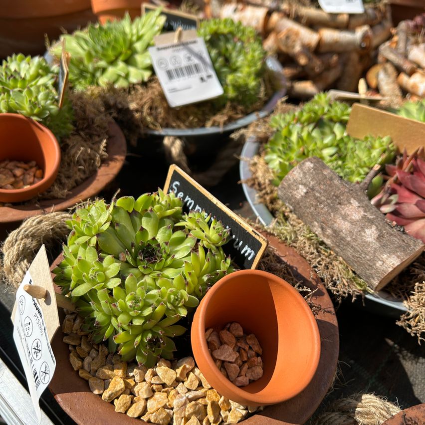 how to grow wisteria from seed Blue Rain Wisteria seeds best gift for him and her home decor teacher   Helen's Greenhouse