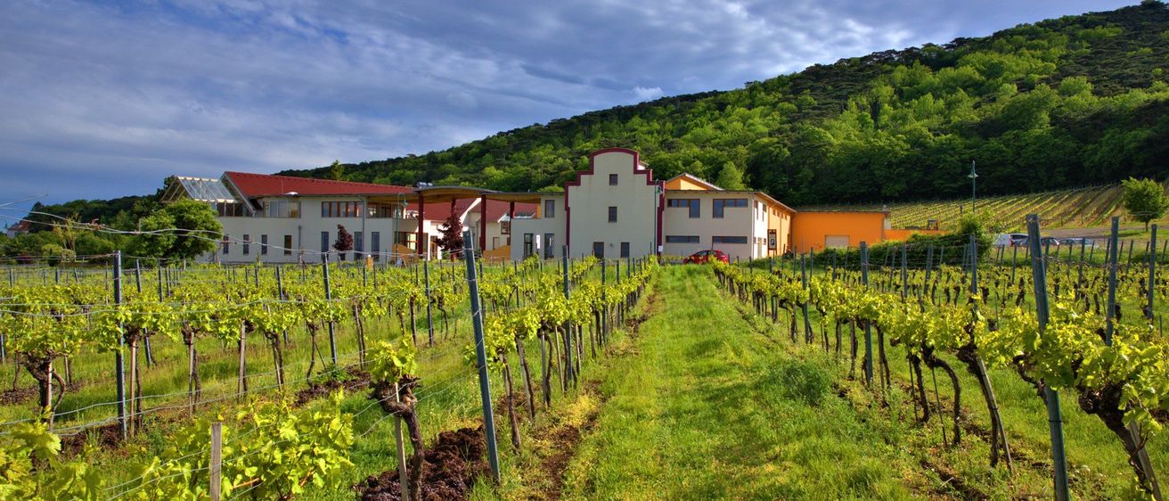 Ein Weinberg mit Reihen grüner Weinreben und Gebäuden im Hintergrund unter einem bewölkten Himmel.