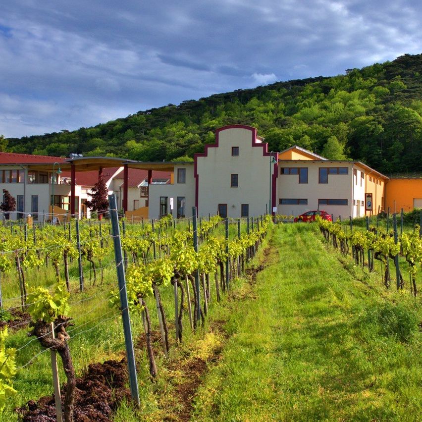 Ein Weinberg mit Reihen grüner Weinreben und Gebäuden im Hintergrund unter einem bewölkten Himmel.